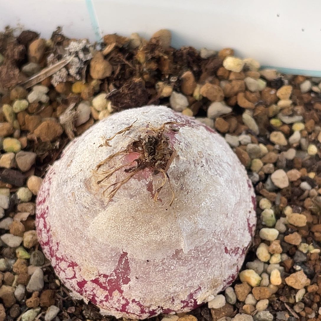 30-4灯泡多肉植物