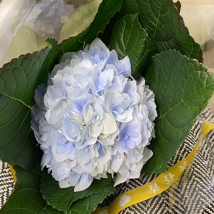 20号绣球/有色差介意勿拍/3单冷链包邮/偏远补运费发德邦
