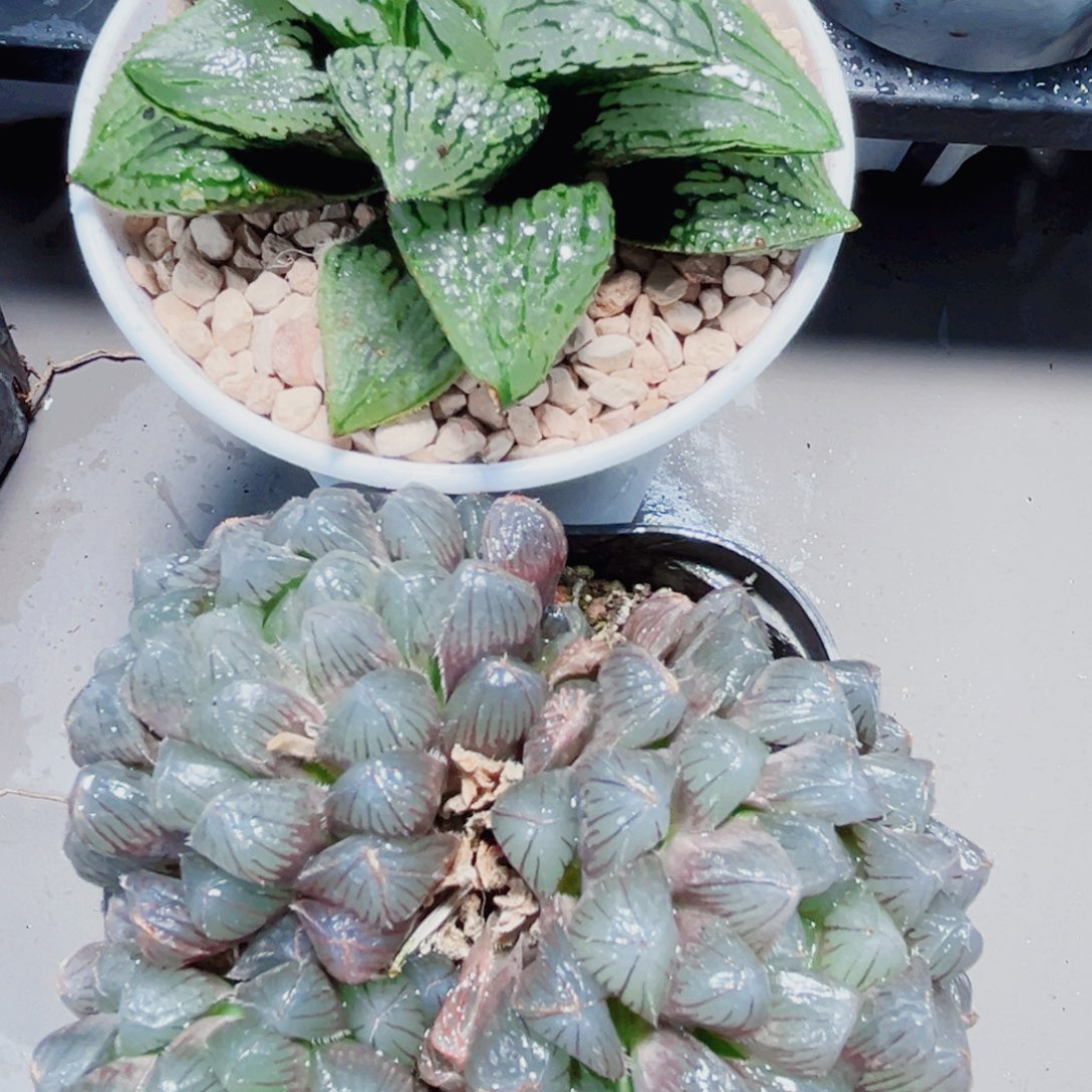 马丽丽和蓝镜群多肉植物