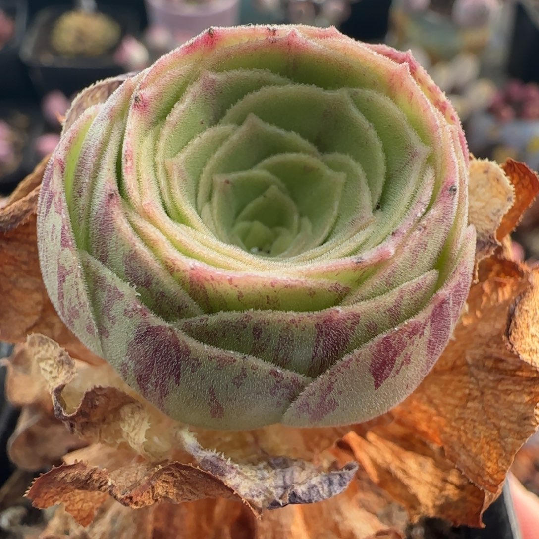 L196半城玫瑰枚法