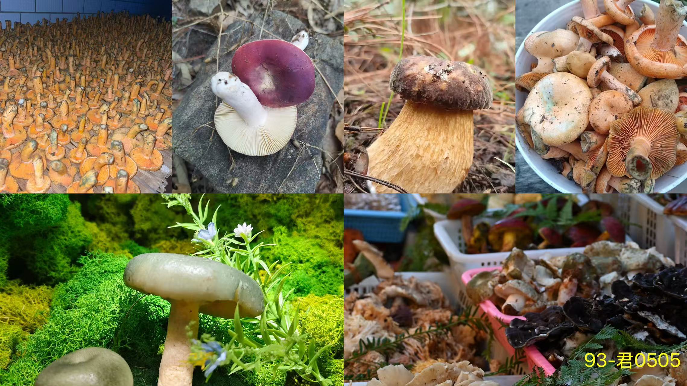 《93》龙腾专属土特产羊肚菌-君0505-31g