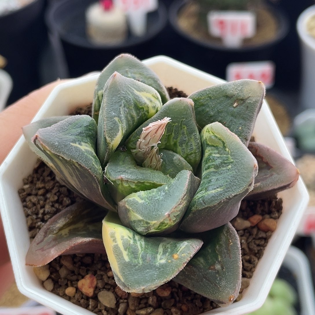 实生拉丝玉扇锦杂仙人球