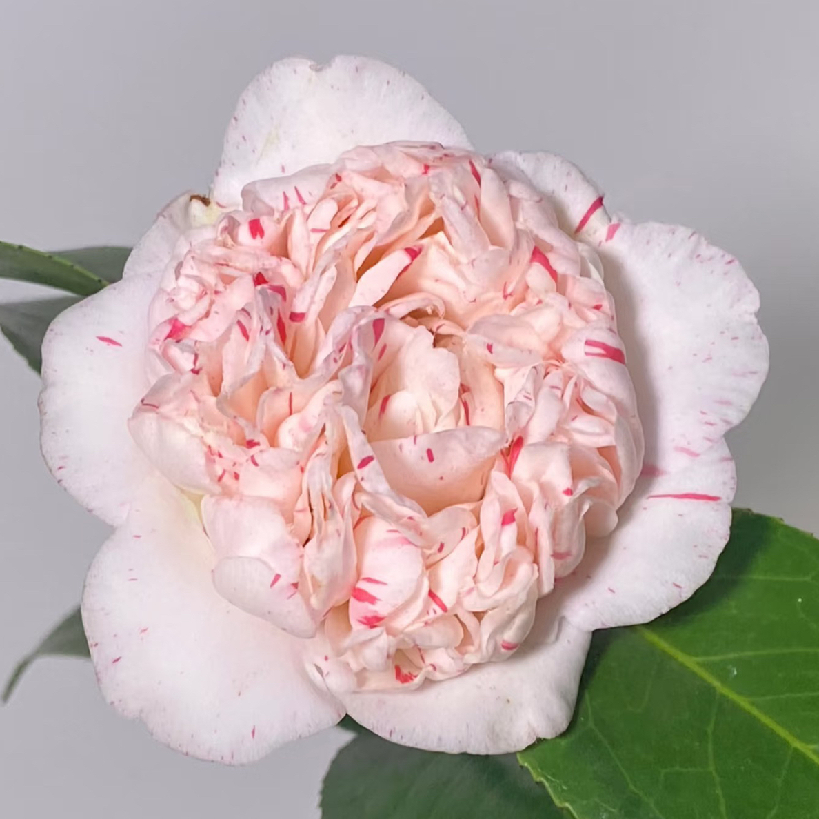 朱鹭之舞山茶花稀有品种
