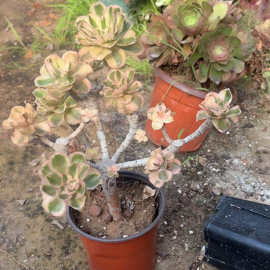 红陶哈哈哈哈哈哈哈哈哈哈