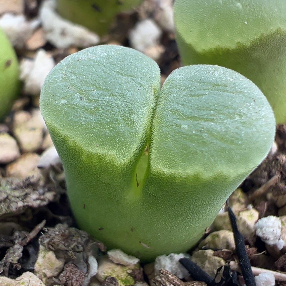 福利极窗风铃母本一物一拍