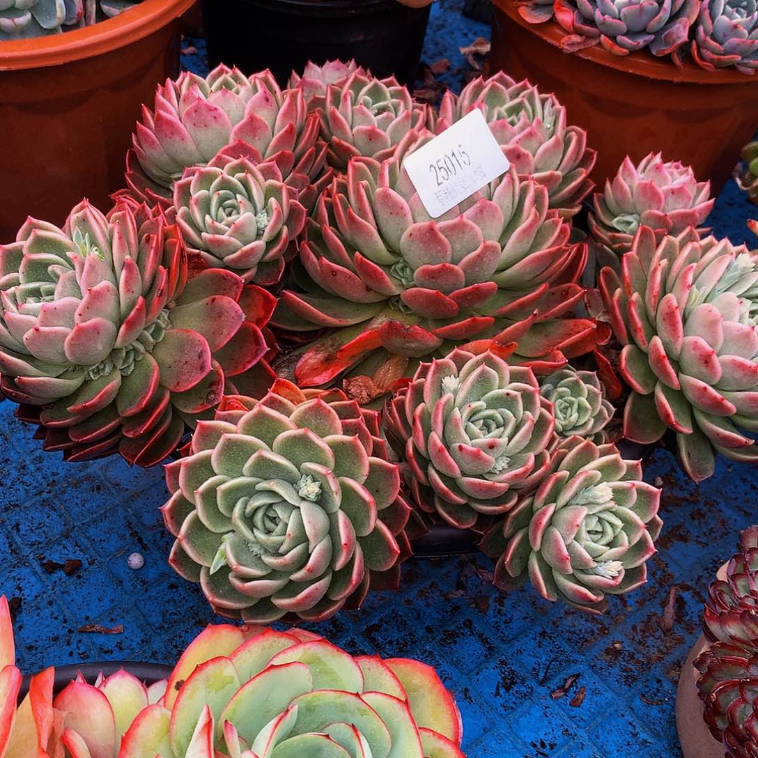 *****红女巫25015多肉多肉率