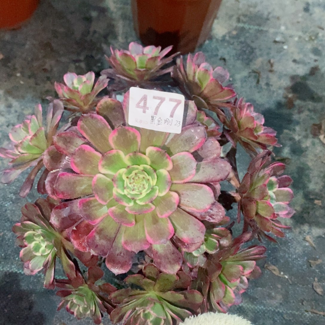 黑金刚477多肉1111