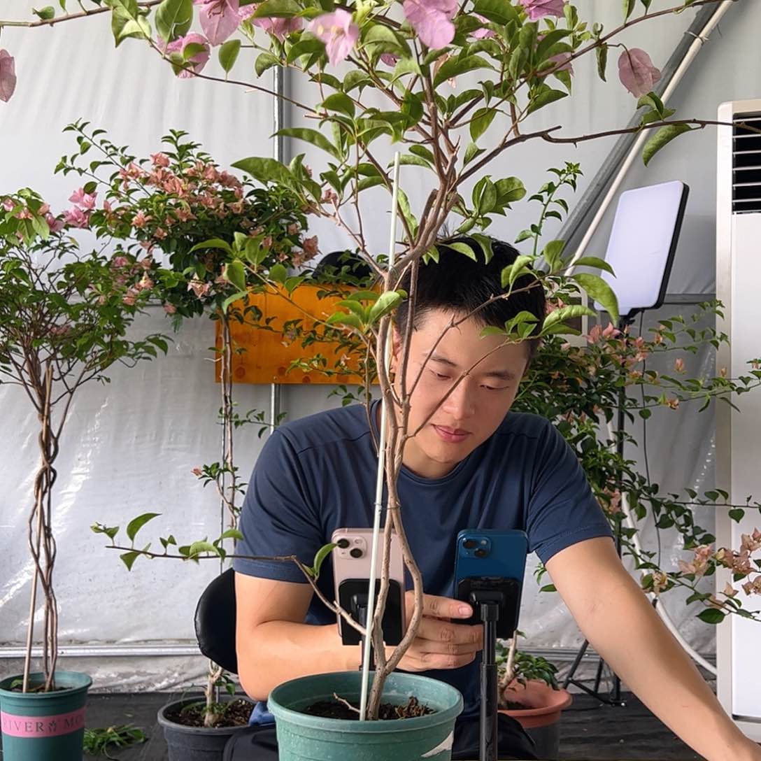当前无花栽培后可以开花赛佛理带竹一颗
