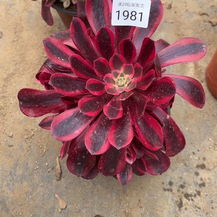 美杜莎多肉法师1981