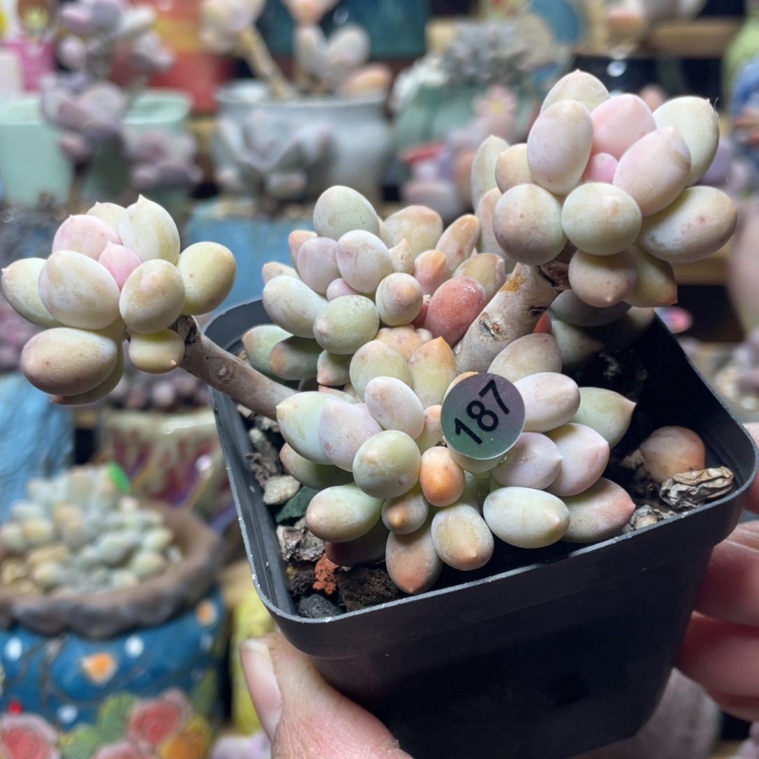 溜溜球奶酪多肉植物