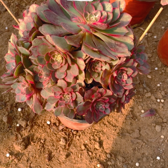 无花朵939多肉植物f h y