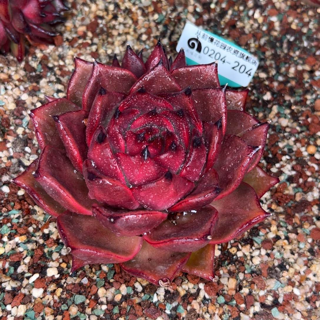 多肉一物一拍0204-204