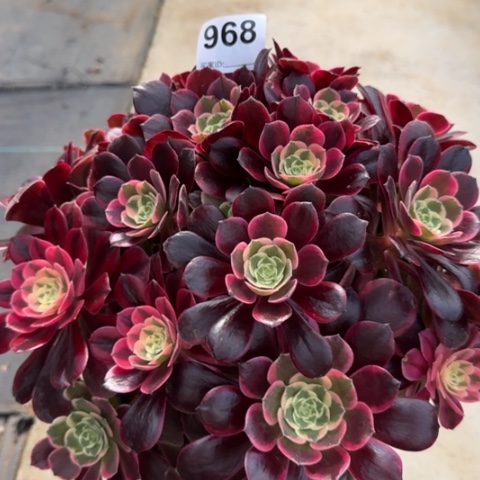 968金丝雀32厘米左右