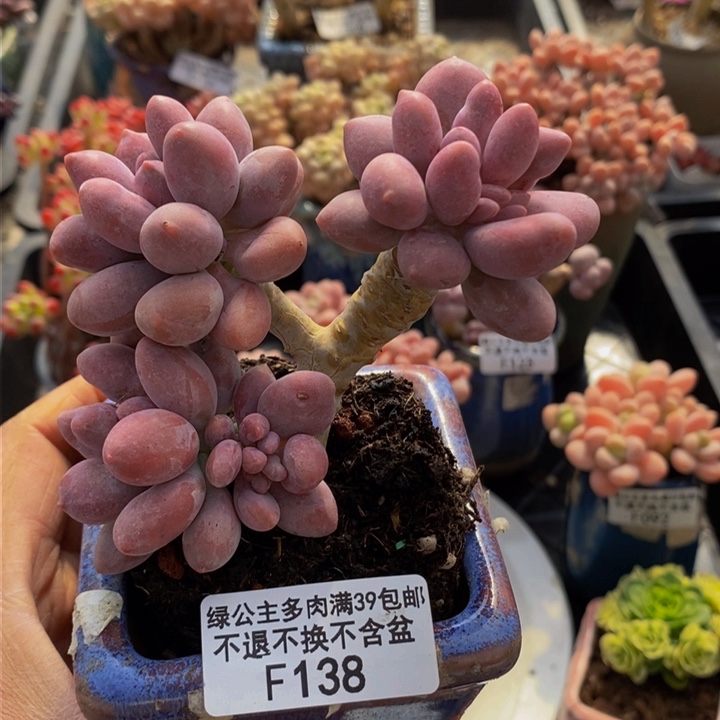 汤圆老桩138多肉植物