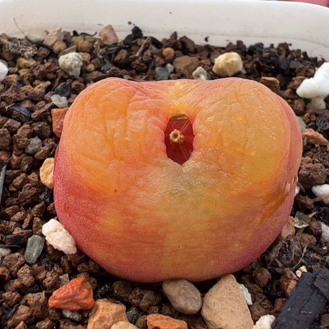 752多肉植物组合