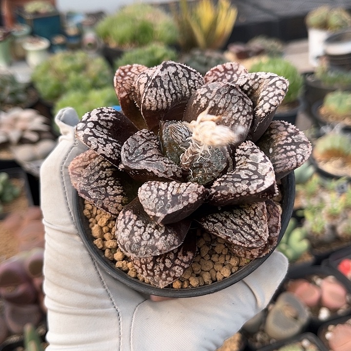 603 实生黑魔多寿老母本 带盆土