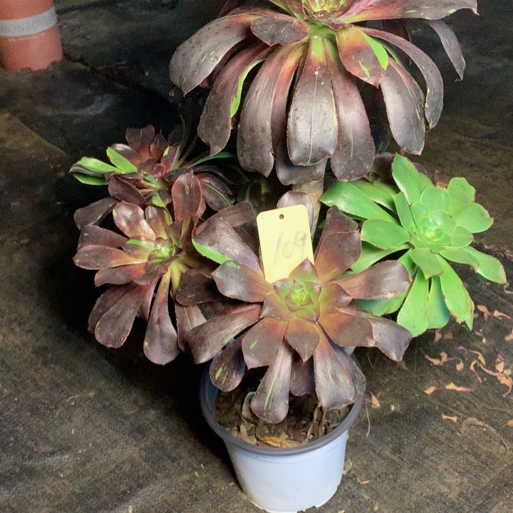 109巫毒丹青多肉一物一拍