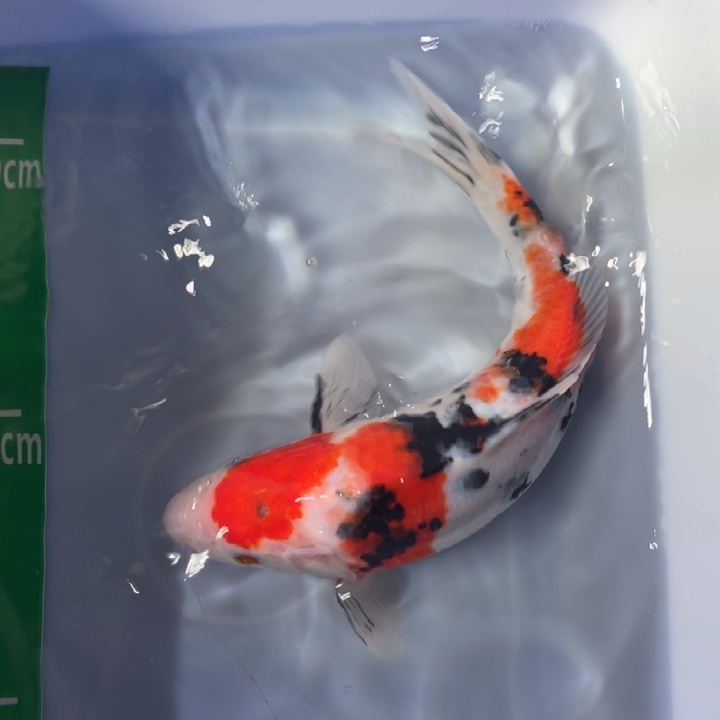 锦鲤锦鲤红白三白色