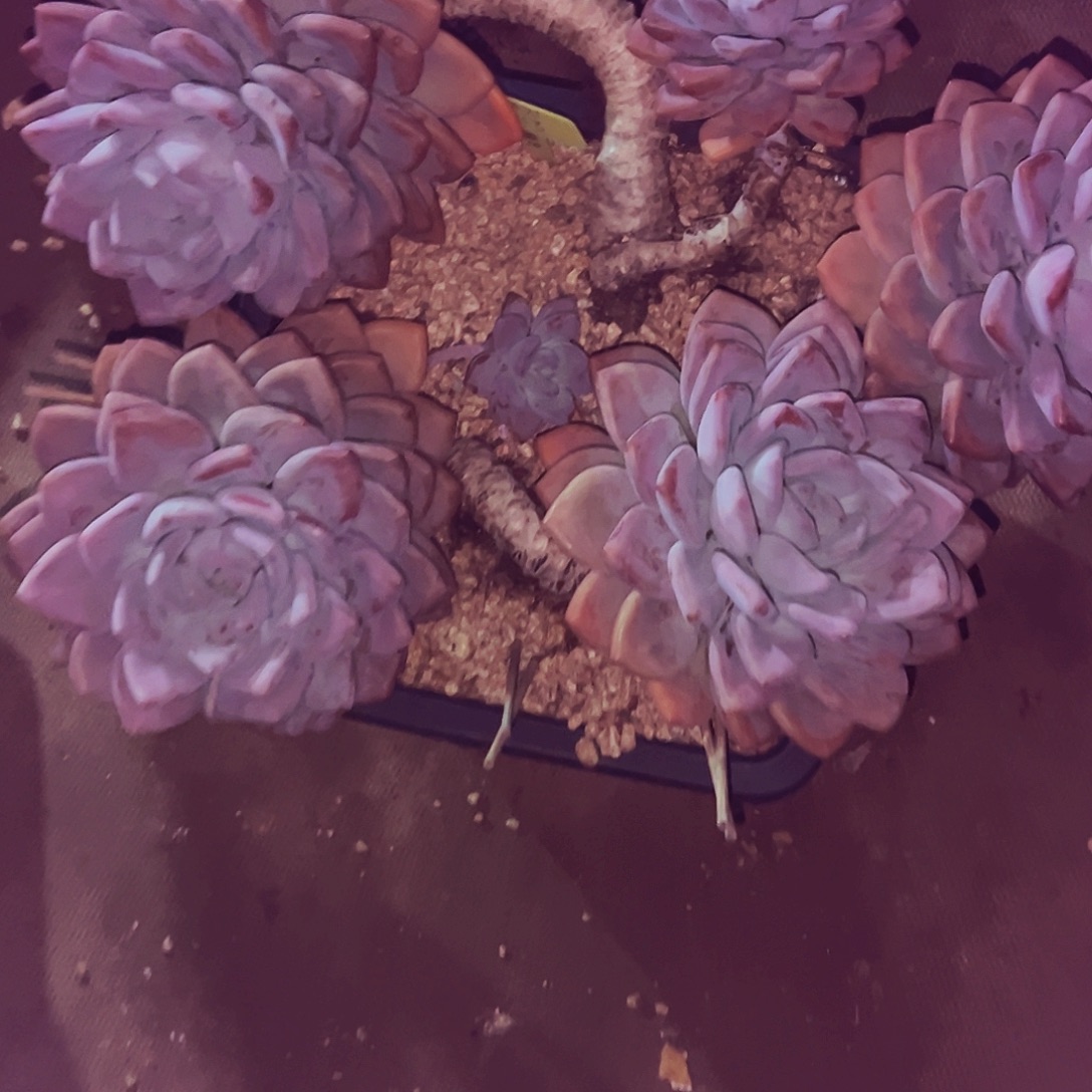 卟***洋970号一物一拍带盆物流自理