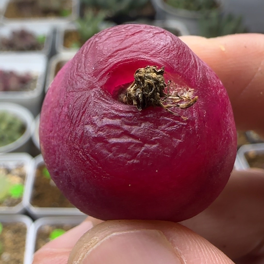 丝绒2.5+多肉植物291