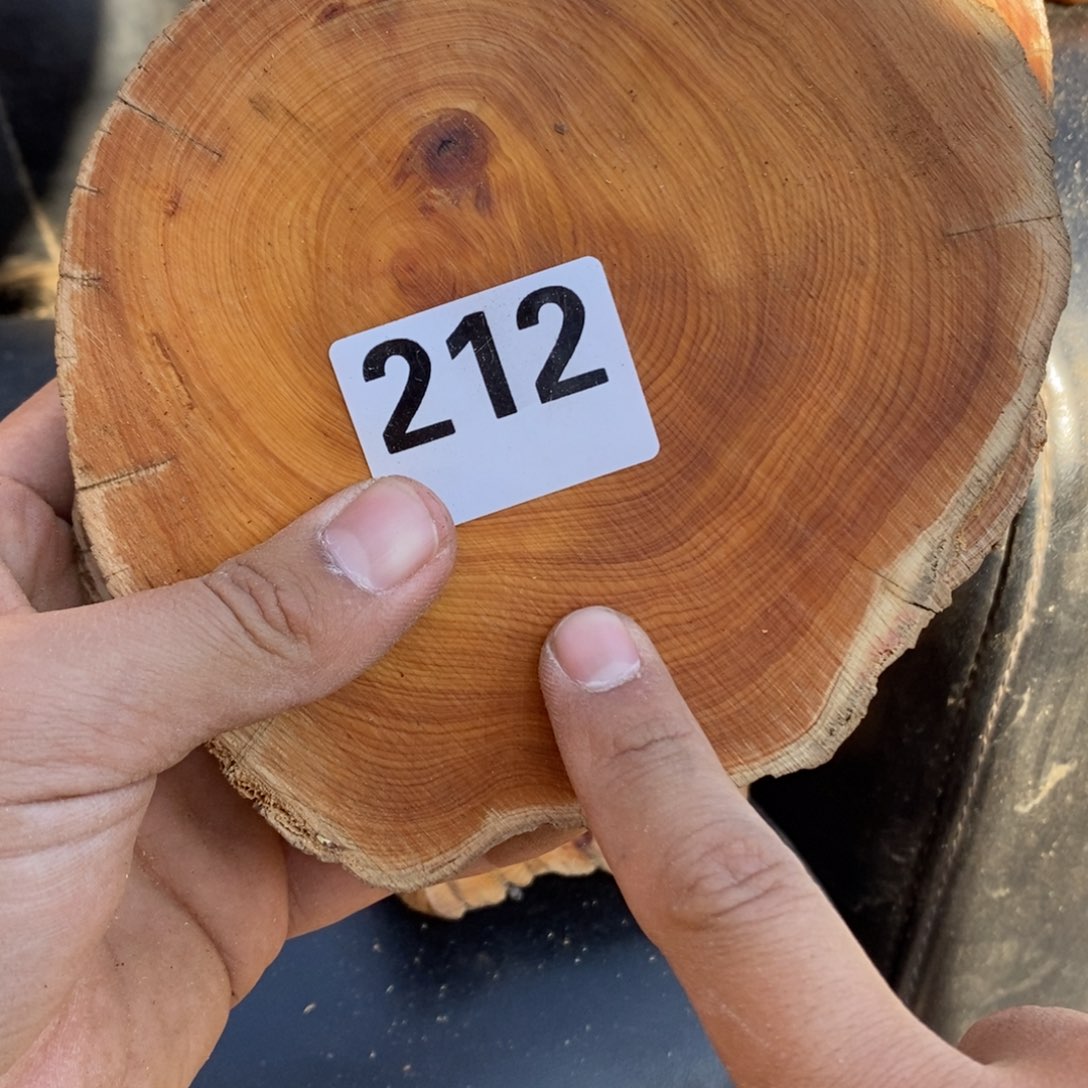 柏木（崖柏）太崖柏切片一块