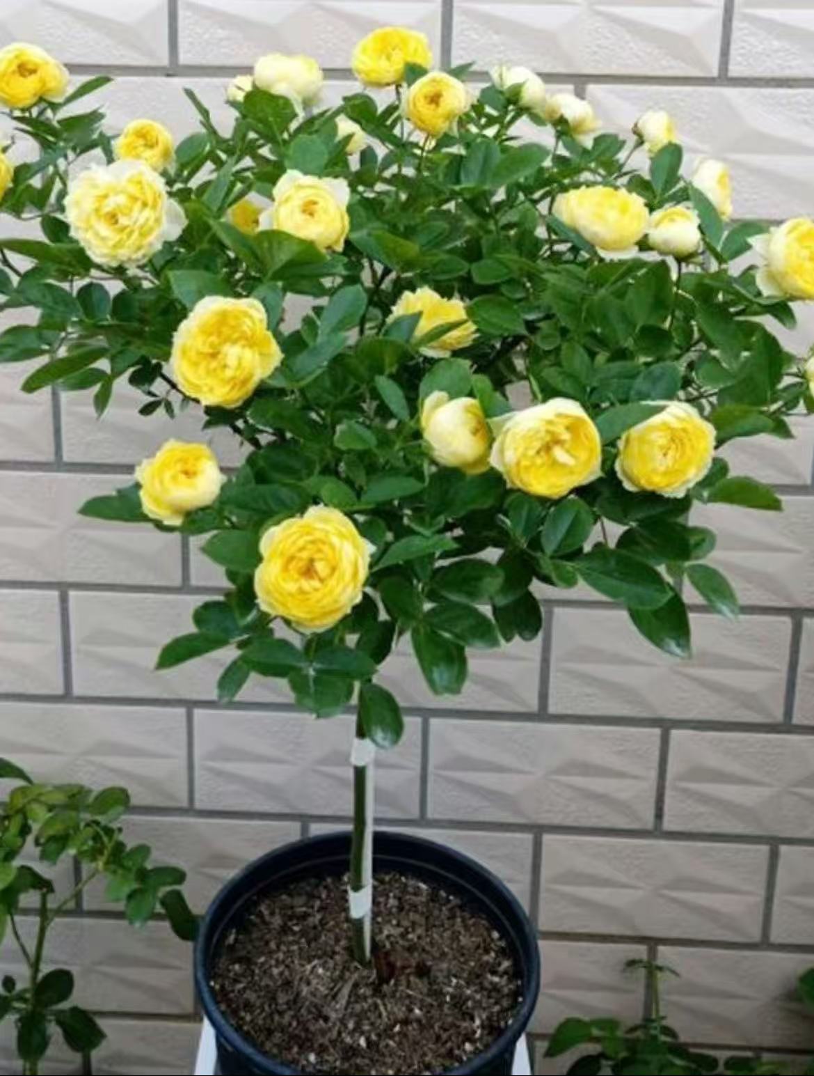 顺丰包邮！ 金丝阙棒棒糖月季花