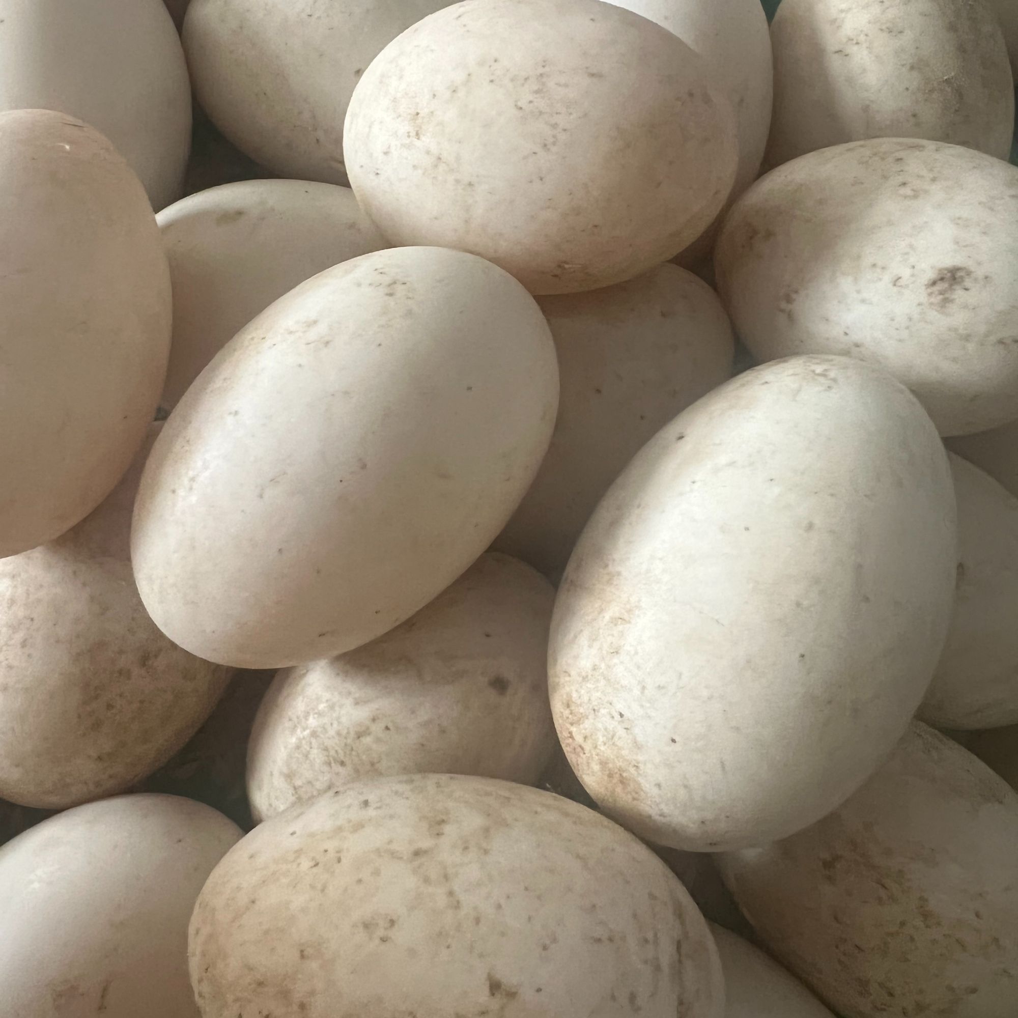 【现捡现发】农家散养当天新鲜土鹅蛋一箱12个每个120g左右双黄居多