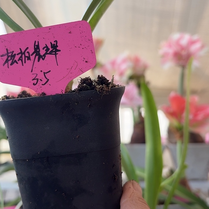 无花朵松柏辰辉朱顶红直径3.5