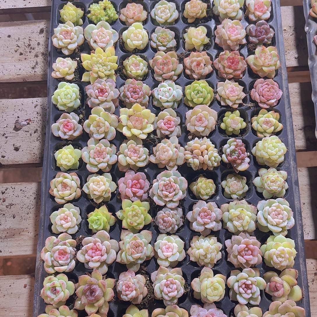 A***1直播一物一拍多肉115