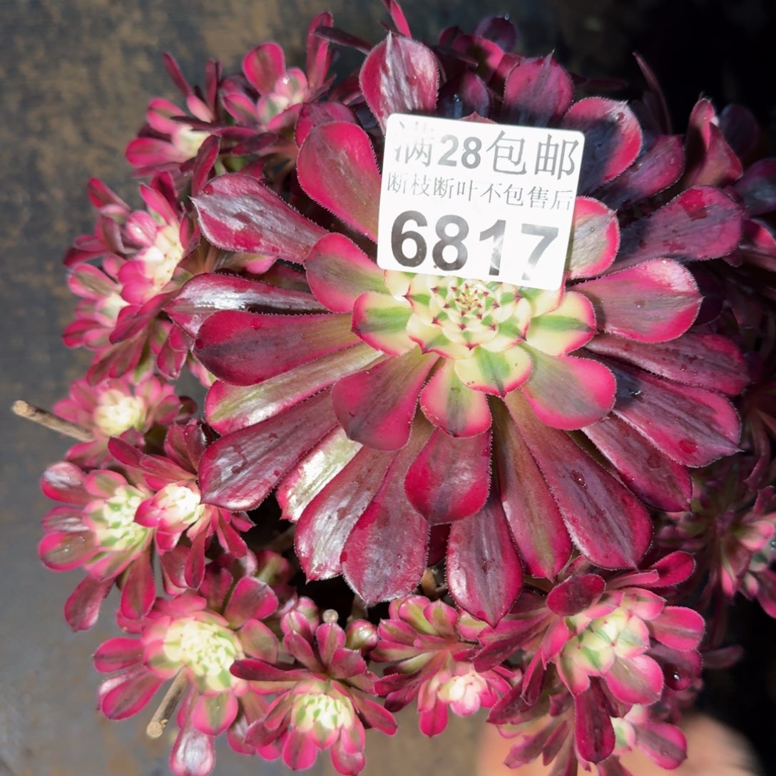 6817同白不包断枝多肉植物