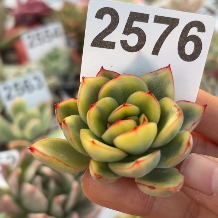 头盖锦多肉植物满18包邮低于零下8勿拍