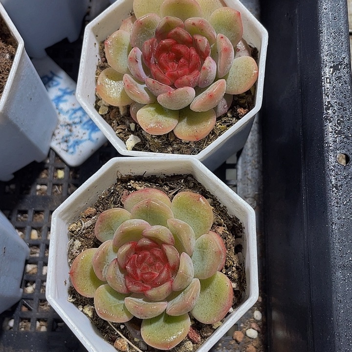 葡萄珍妮带盆土发