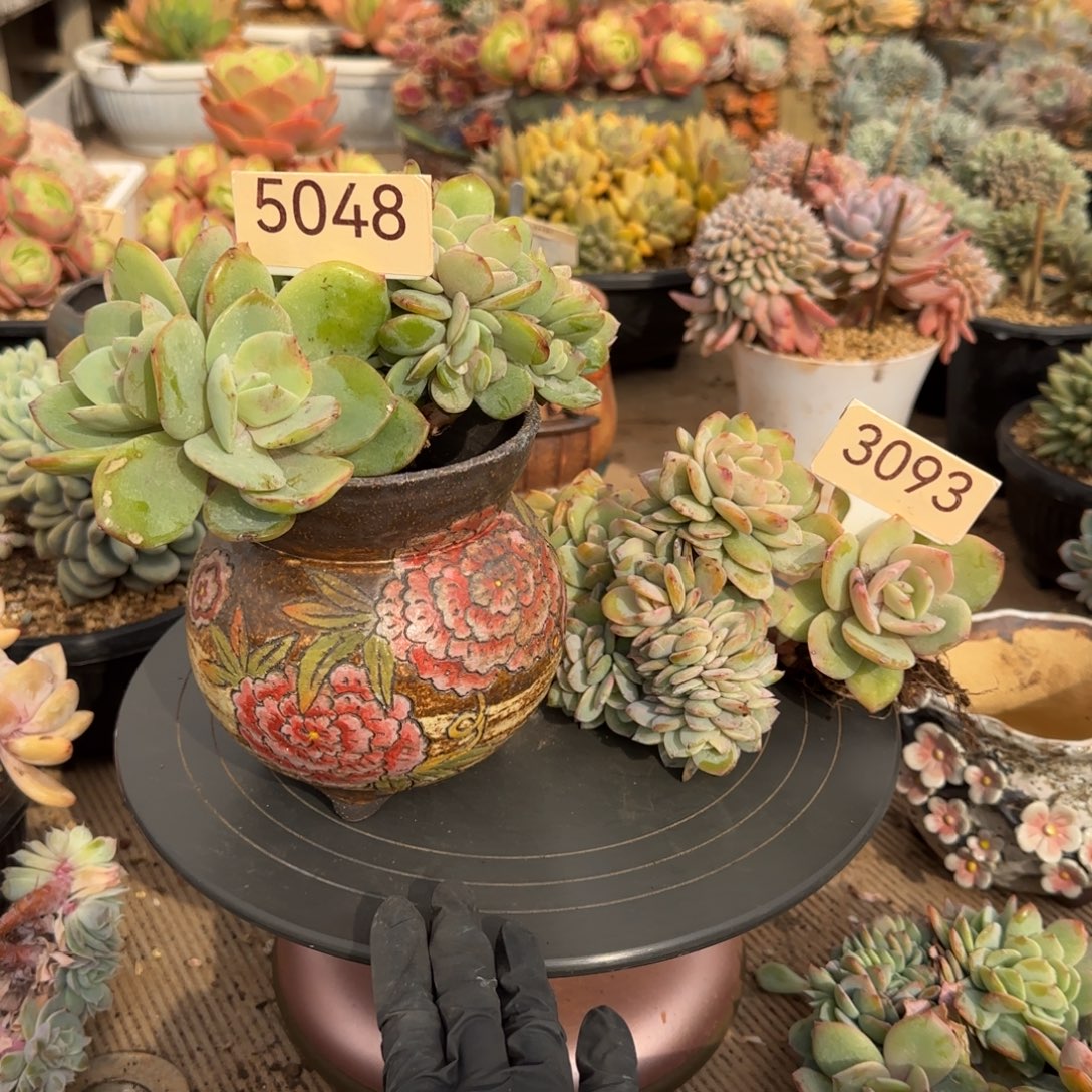 紫***晶5048号3093号两颗白凤缀多肉