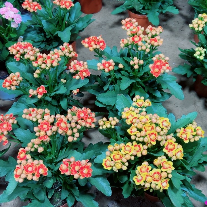 洛桑金狐狸组合110盆径