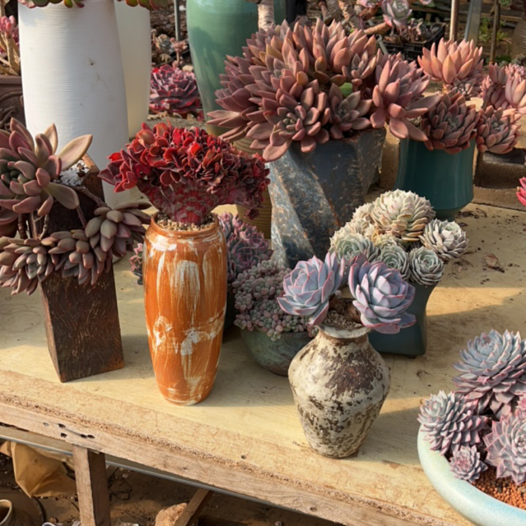 芒果美人精品肉肉