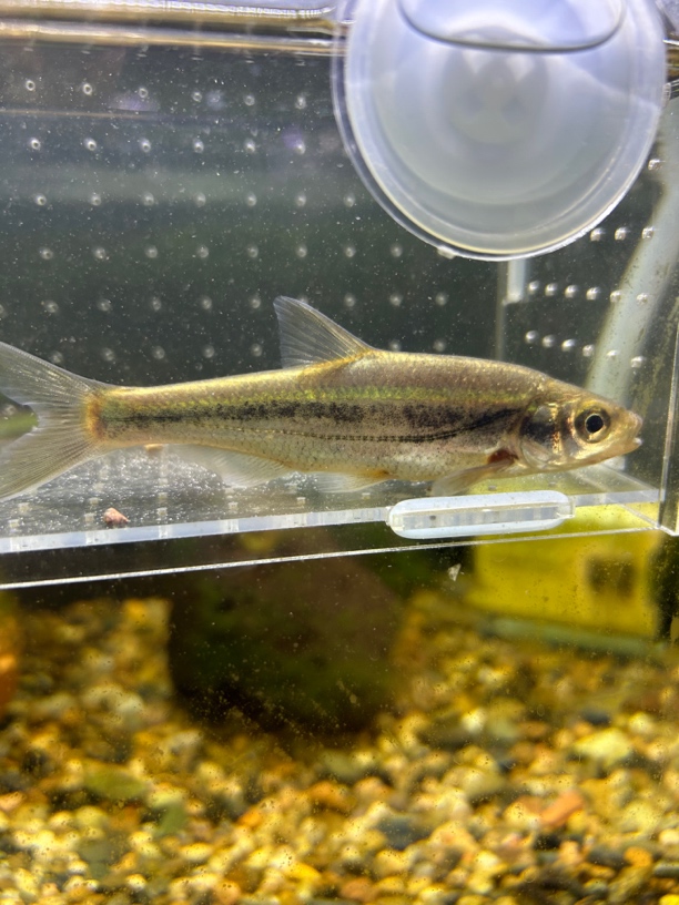 四川华鳊四川冷水观赏鱼原生鱼好养耐活温顺可混养中上层观赏鱼