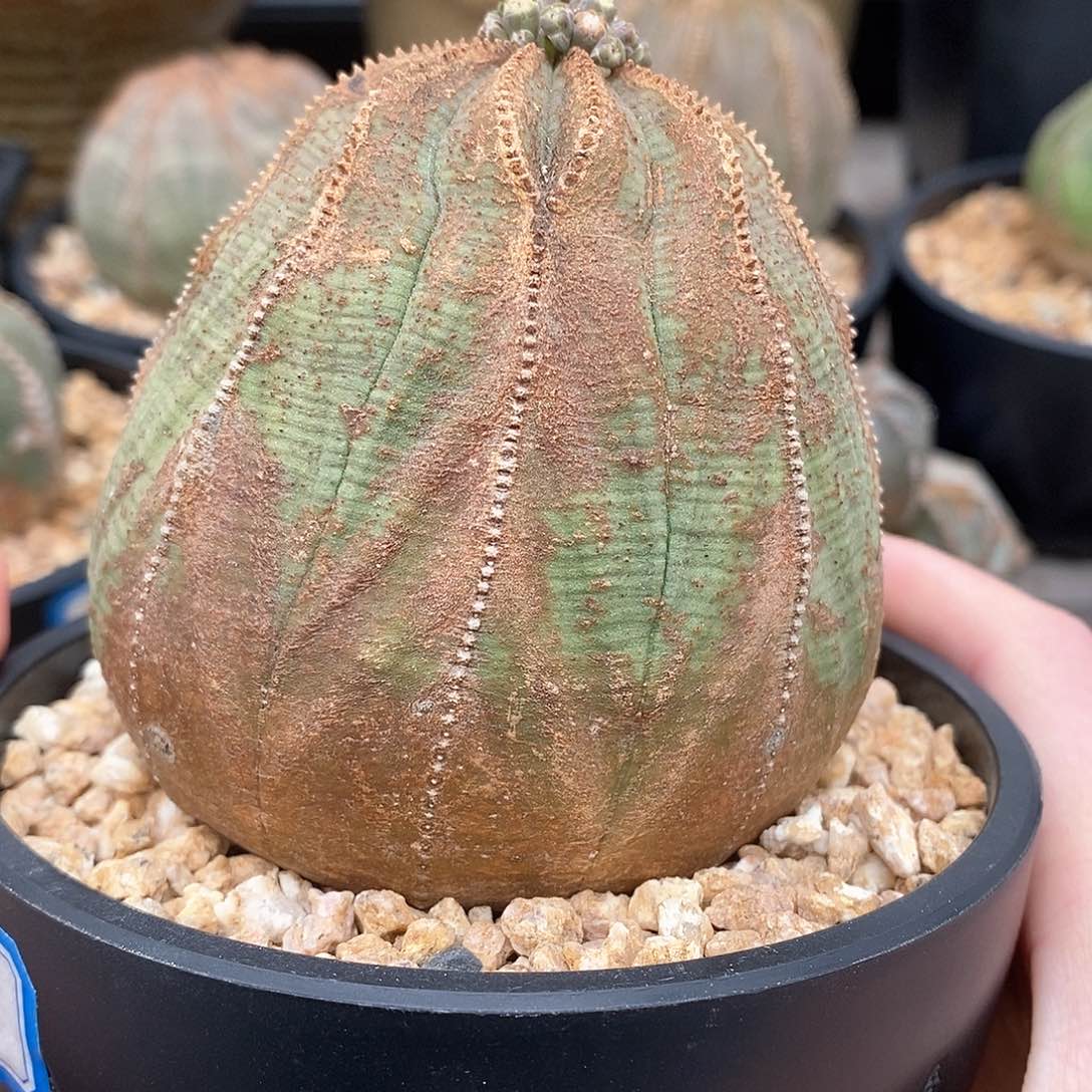 布纹球精品多肉一物一拍