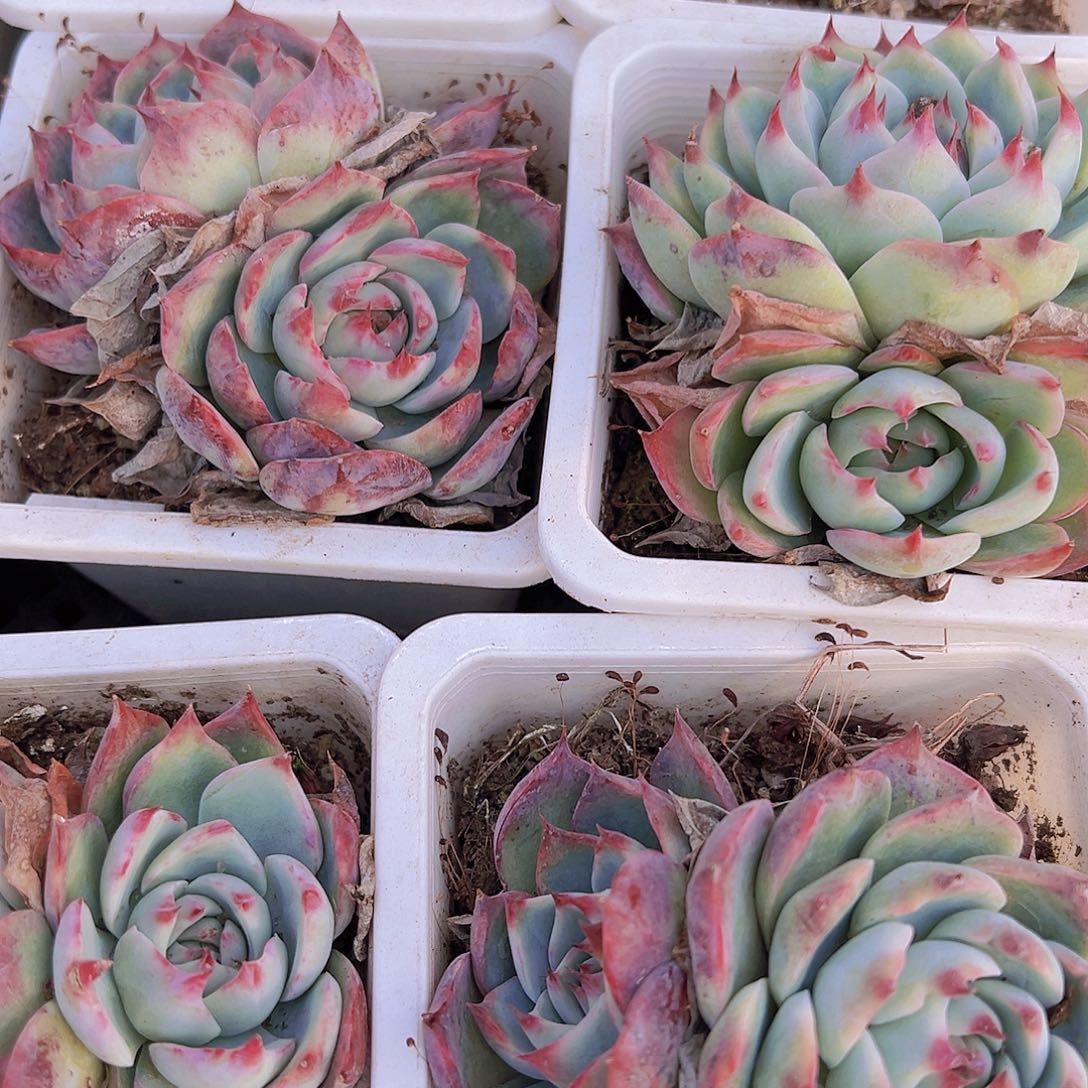 双头超大吉娃娃拓土发货