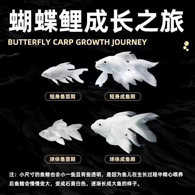 蝴蝶鲤鱼【随意改链接3-35厘米以后台备注为准】
