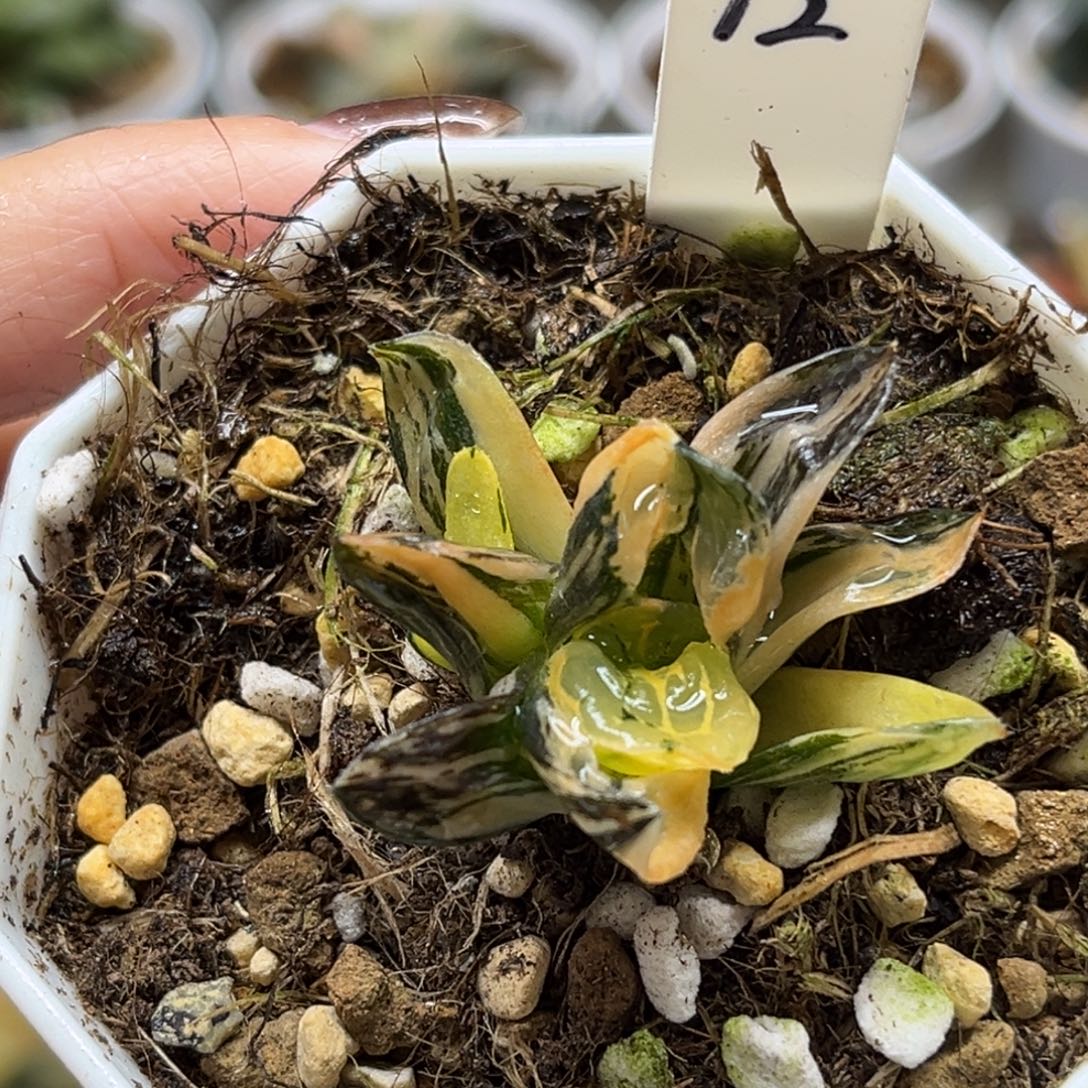 12莫迪卡锦（根不好介意勿拍）福利专场