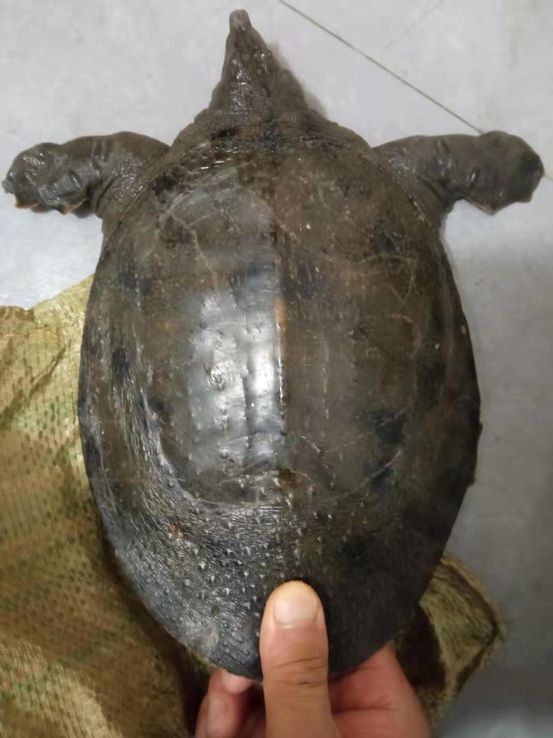 洪湖土甲鱼鲜活发货