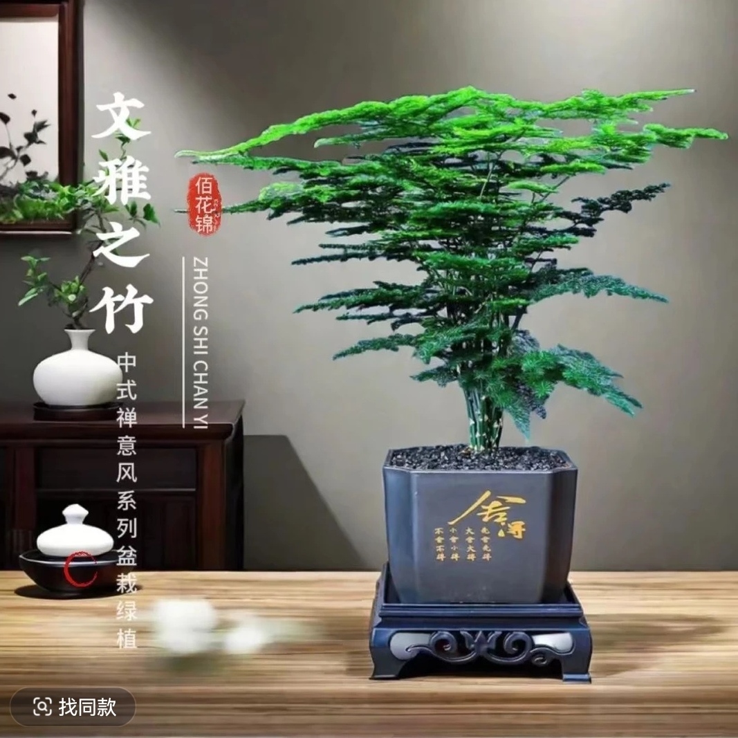 【文雅之竹】禅意文竹盆栽室内植物迷你客厅绿植观叶植物四季常青
