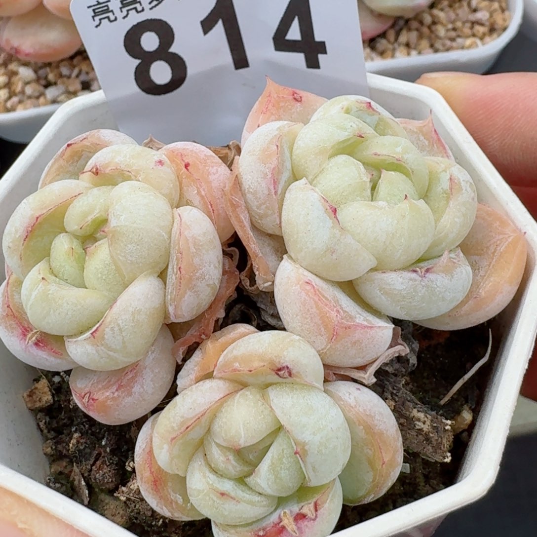 胖虎         精品多肉