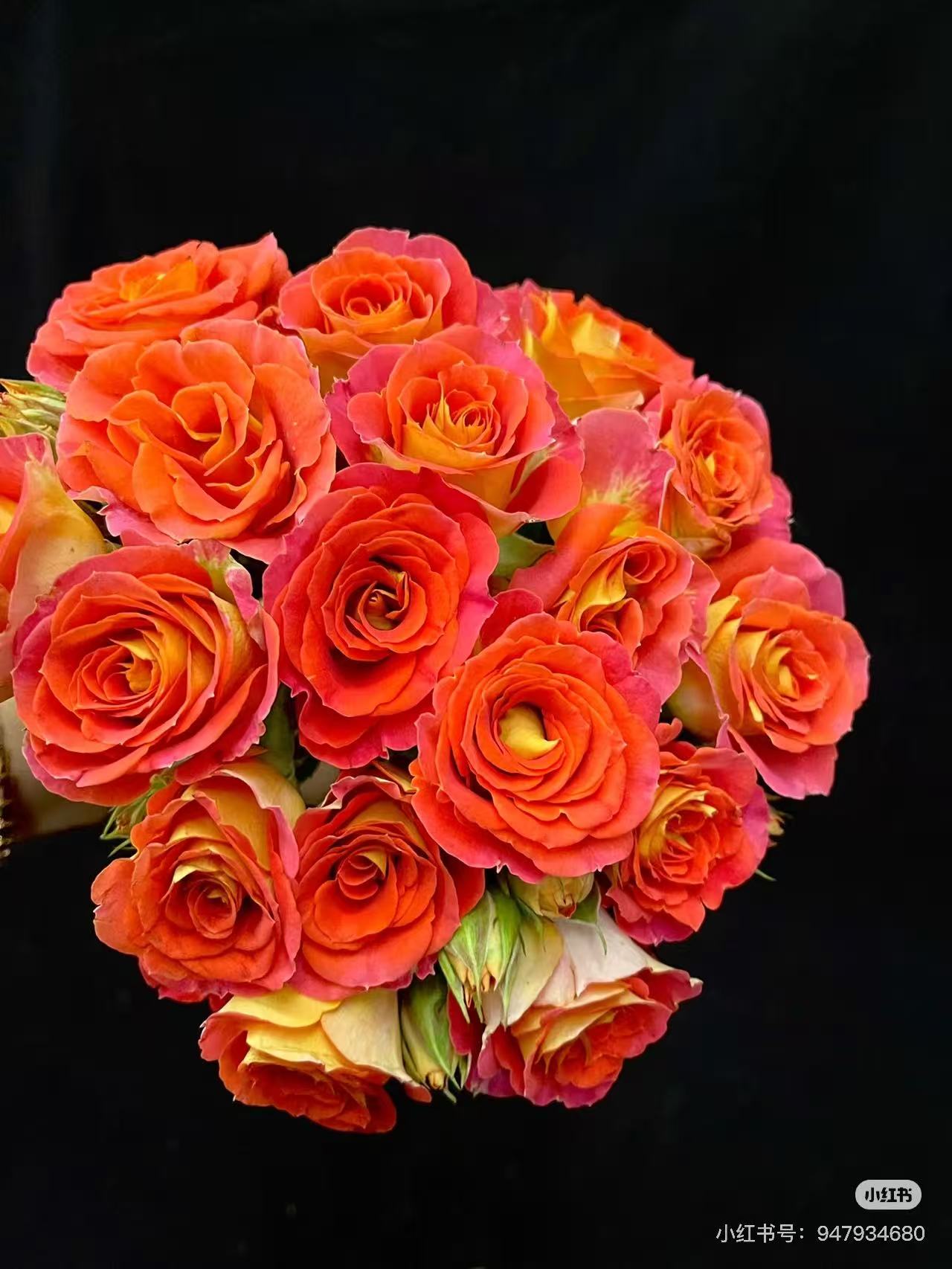 【双鱼座】月季盆栽四季勤花丰花耐热耐寒阳台庭院盆栽地栽好养活