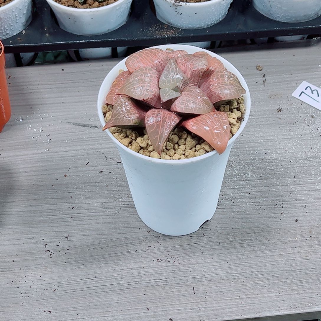 粉玻璃玉露一勿一拍