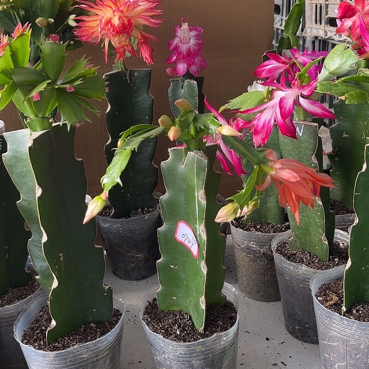 春****当前无花朵，栽培后可花朵巴哈