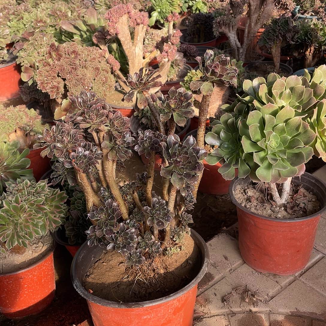 的风格和健康科技哈哈