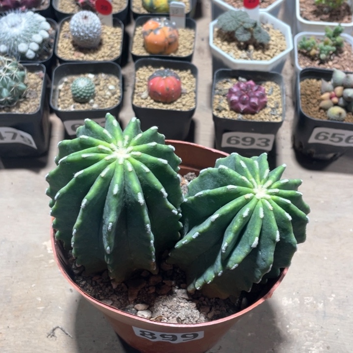 899超大无刺王冠龙双头