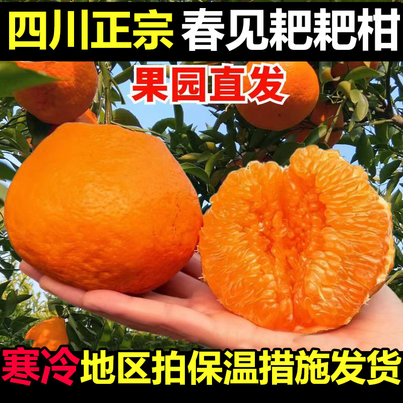 【寒冷地区】四川正宗春见耙耙柑新鲜采摘果园直发