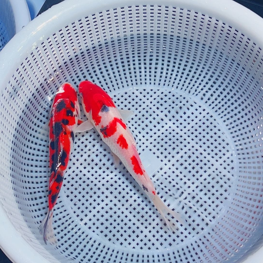 锦鲤锦鲤观赏鱼1111